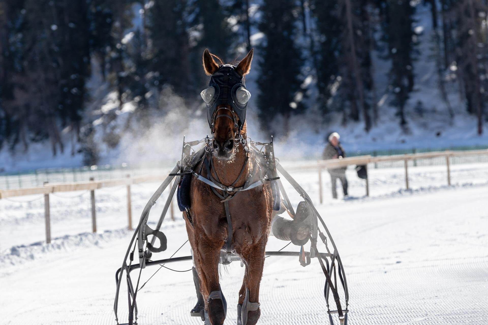 Trotting horse on snow